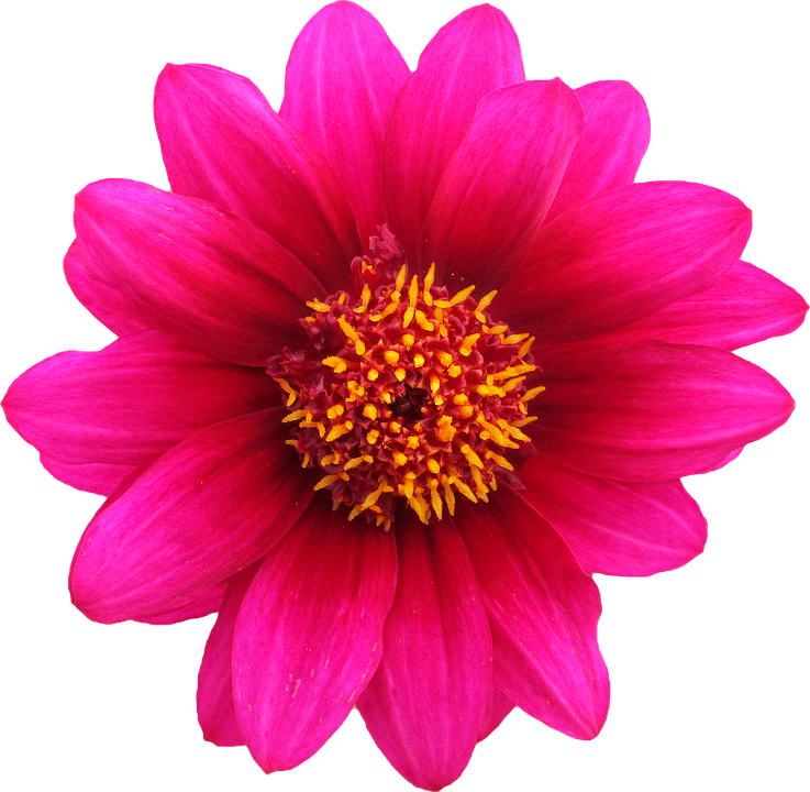 Vibrant Pink Dahlia Flower.png PNG