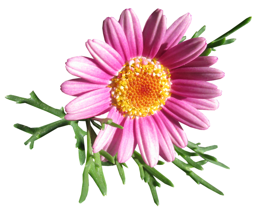 Vibrant Pink Daisy Flower PNG