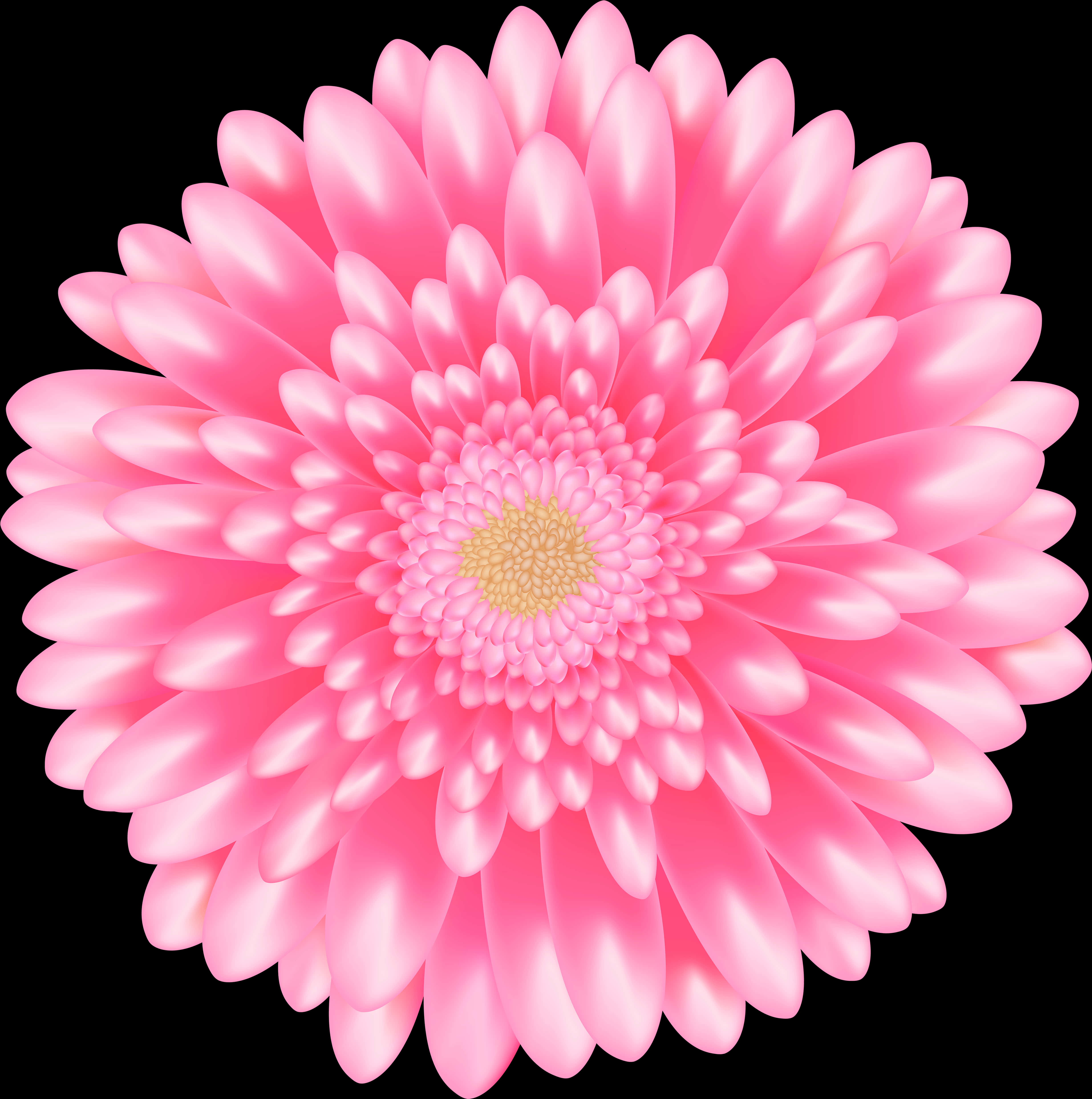 Vibrant Pink Daisy Flower PNG