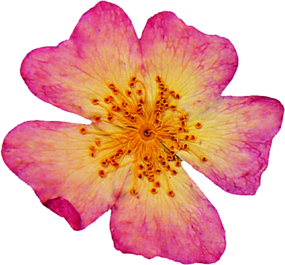 Vibrant Pink Dried Flower PNG