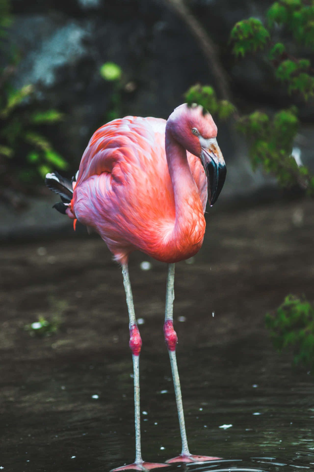Vibrant Pink Flamingo Party