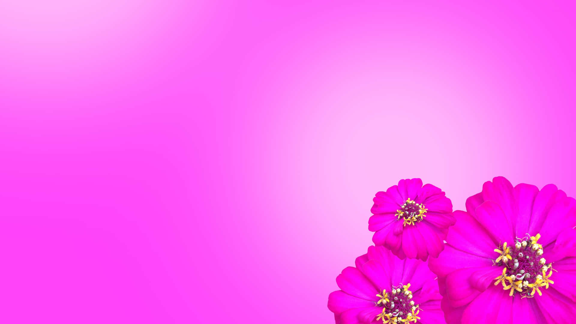 Vibrant Pink Floral Desktop Background Wallpaper