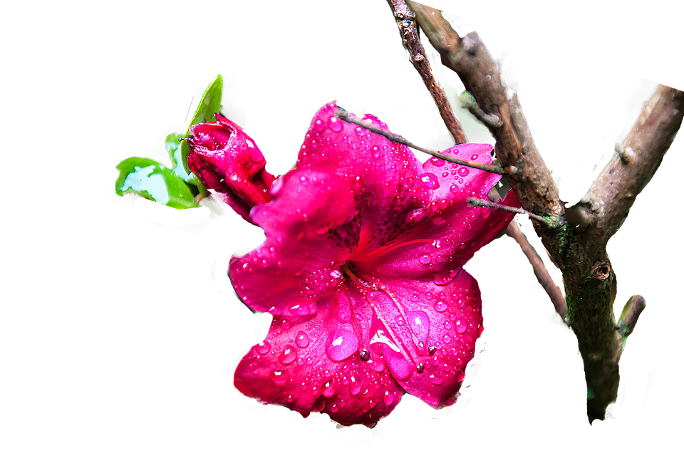 Download Vibrant Pink Flower Dew Drops | Wallpapers.com