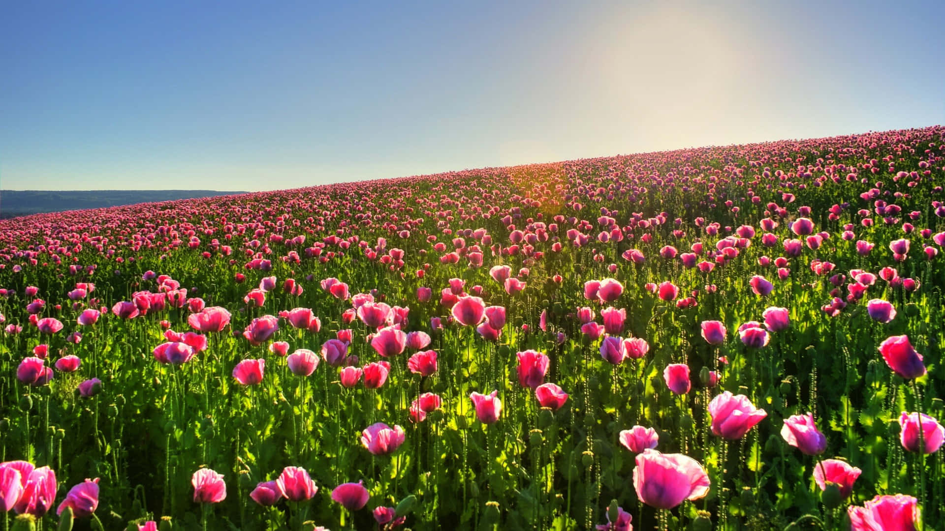 Levendig Roze Bloemenveld Zonsopgang Achtergrond