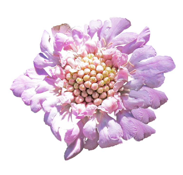 Vibrant Pink Flower Isolated PNG