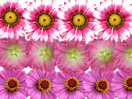 Vibrant Pink Flowers Array PNG