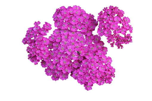 Vibrant Pink Flowers Black Background PNG