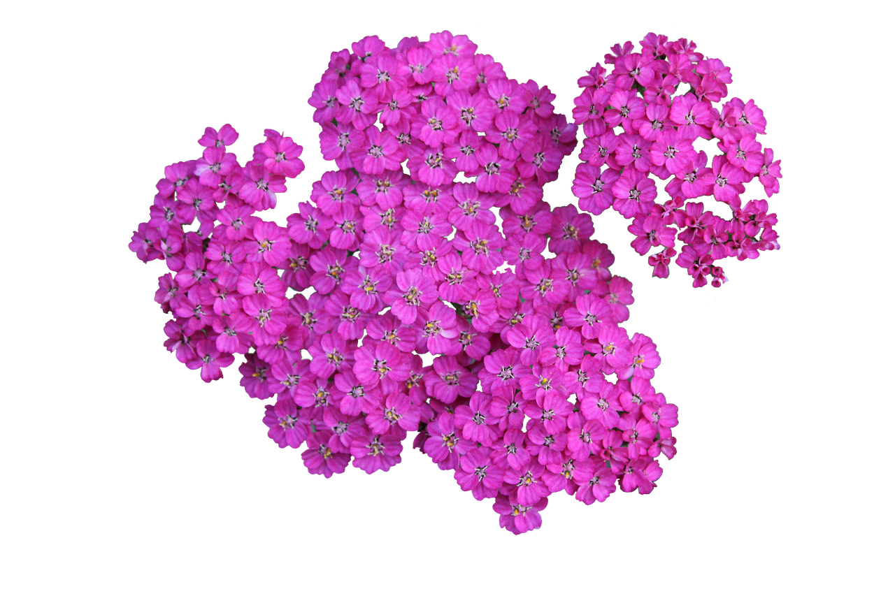 Vibrant Pink Flowers Black Background PNG