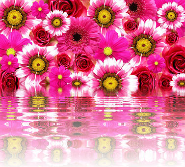 Vibrant Pink Flowers Reflection PNG