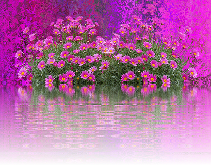 Vibrant Pink Flowers Water Reflection PNG