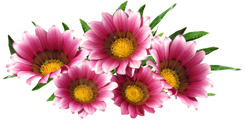 Vibrant Pink Gazania Flowers PNG
