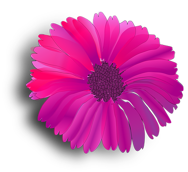 Vibrant Pink Gerbera Daisy Black Background PNG