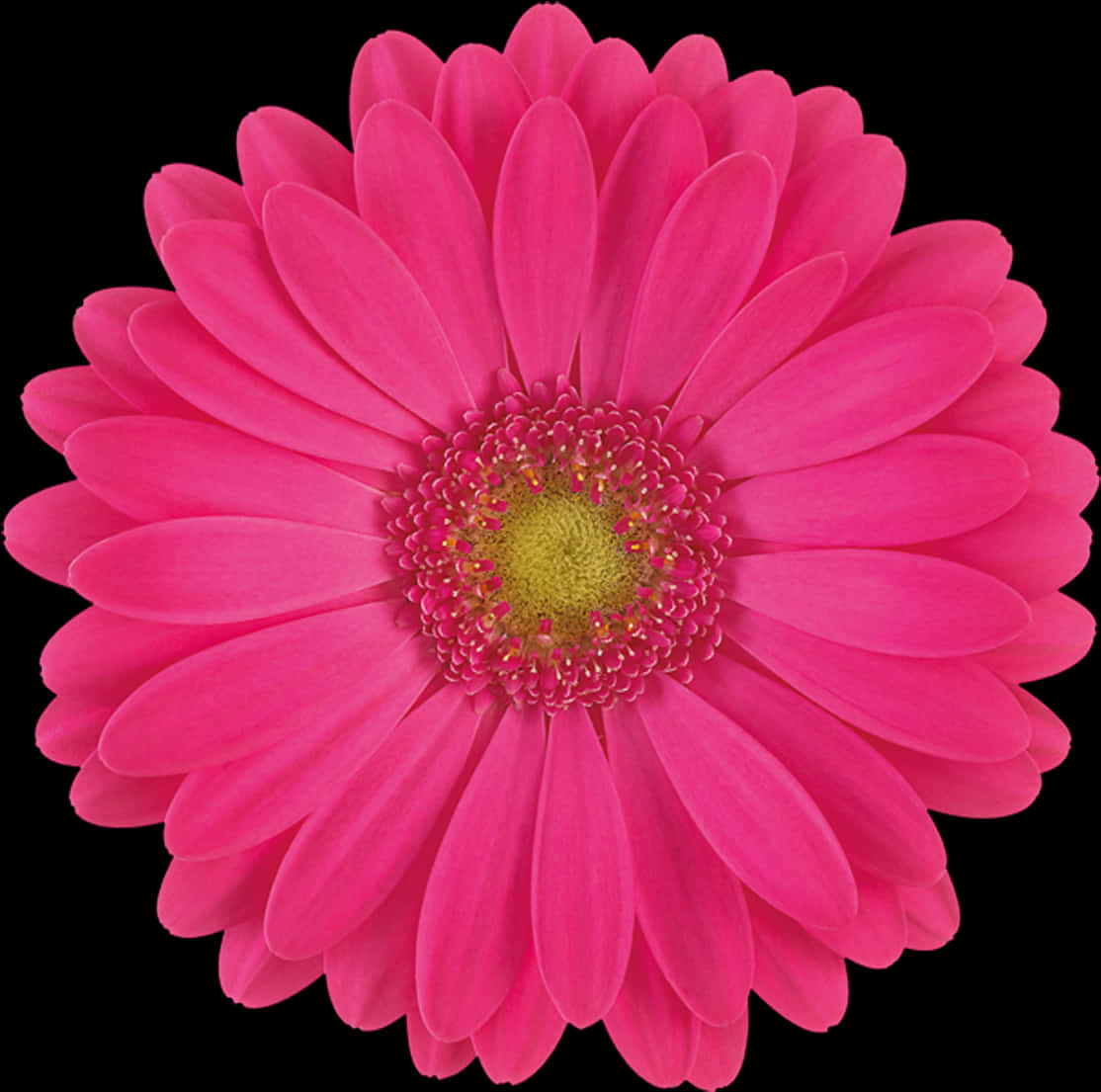 Vibrant Pink Gerbera Daisy Black Background PNG