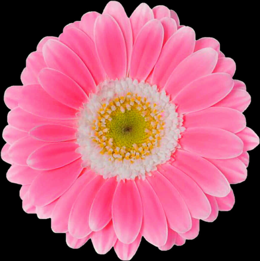 Vibrant Pink Gerbera Daisy Black Background PNG