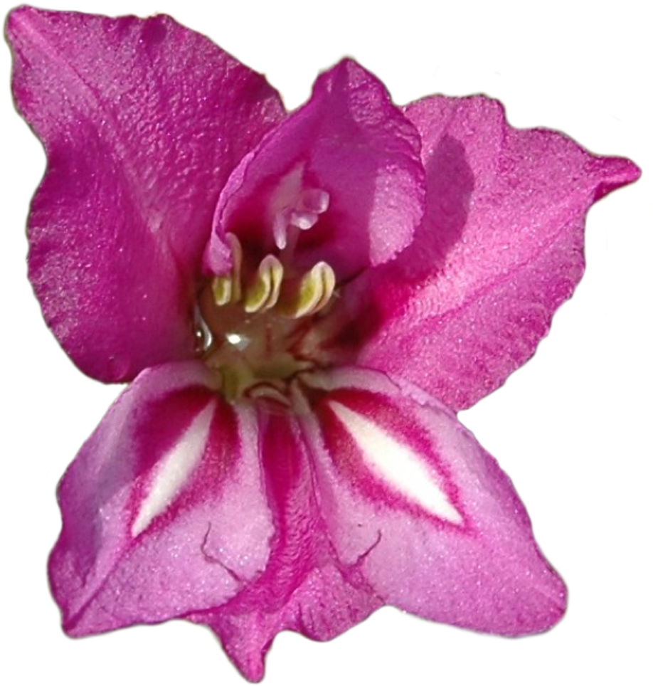 Vibrant Pink Gladiolus Flower PNG