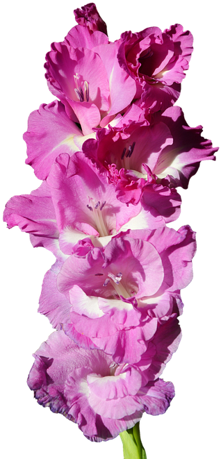Vibrant Pink Gladiolus Flowers PNG