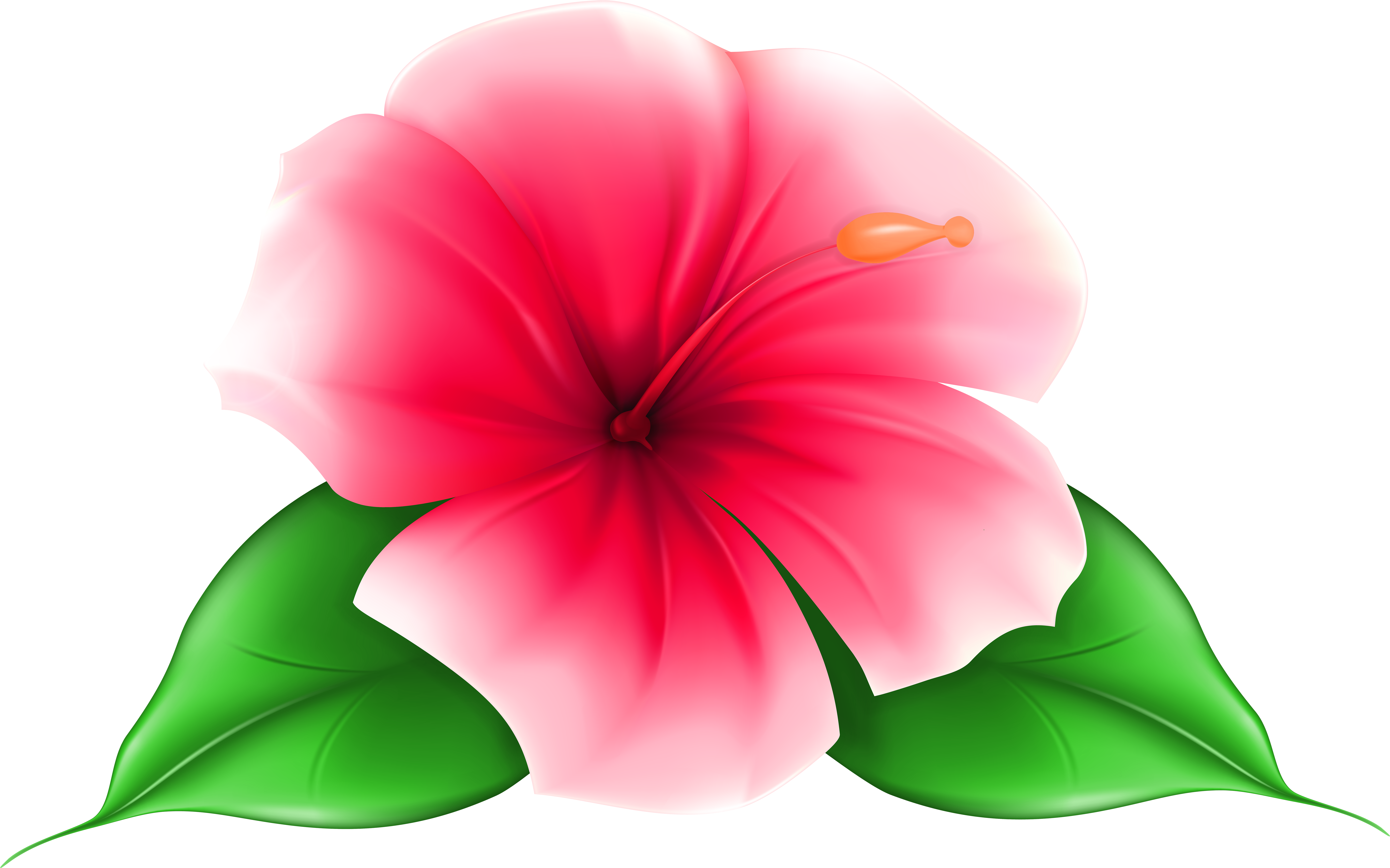Vibrant Pink Hibiscus Flower PNG