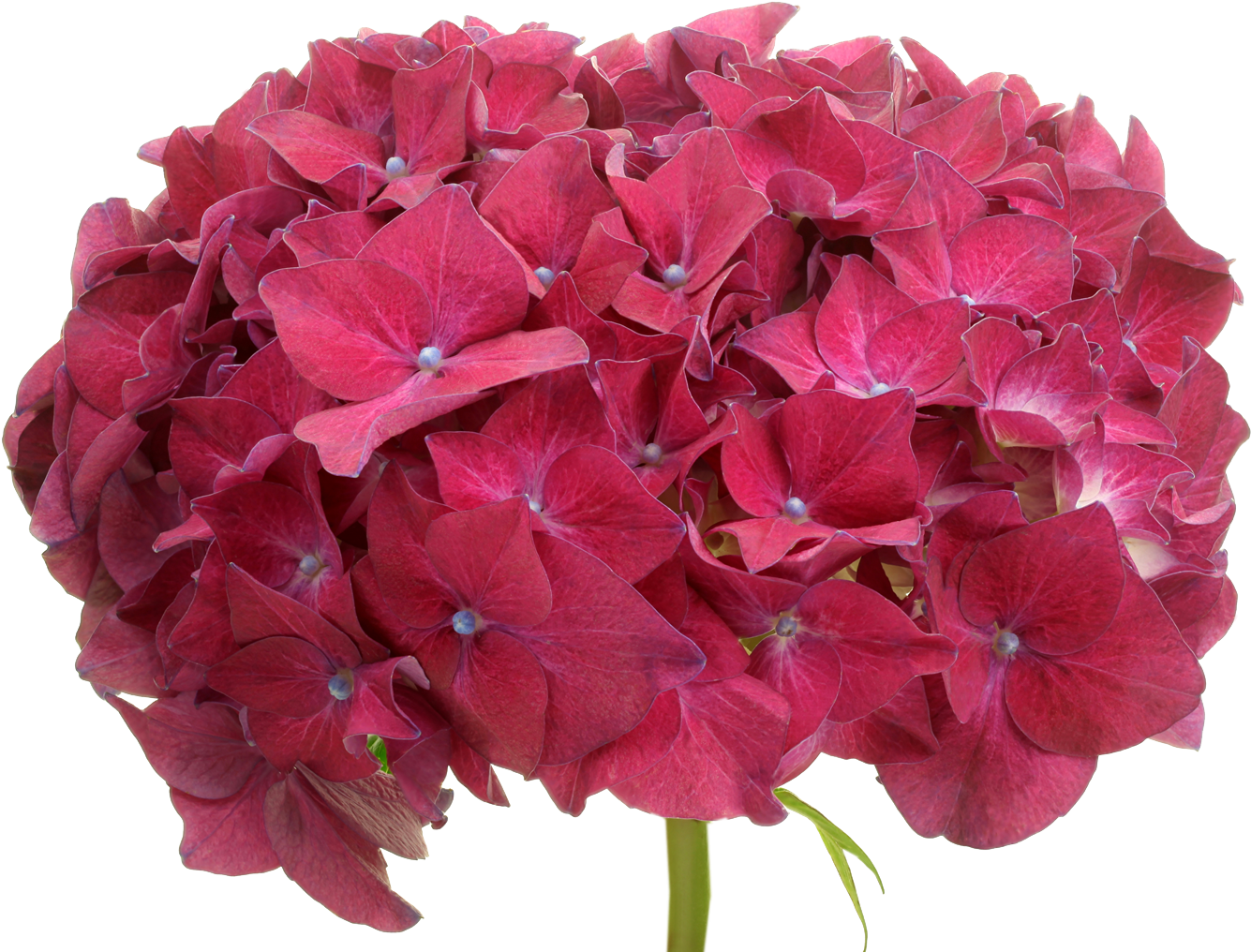 Vibrant Pink Hydrangea Bloom PNG