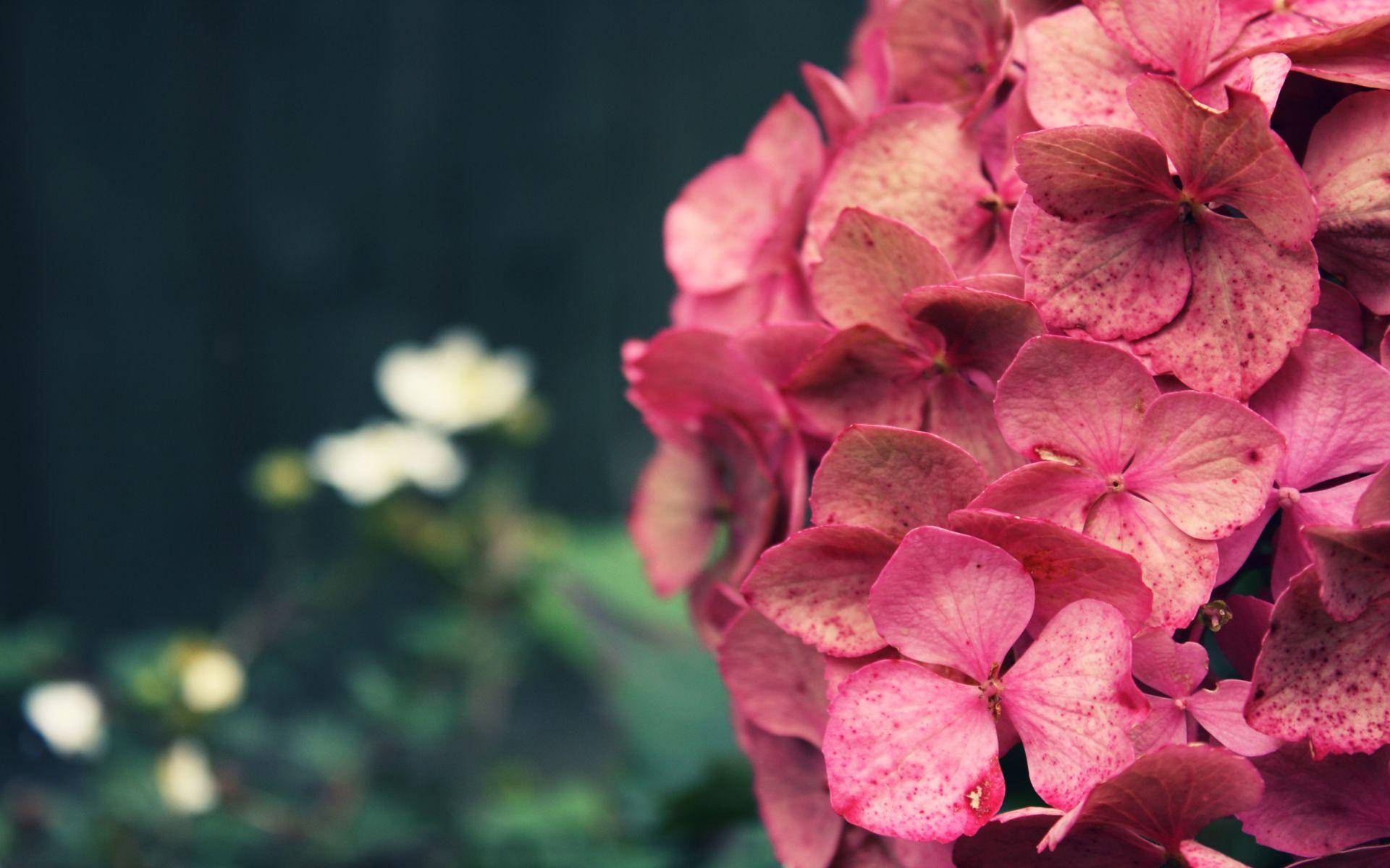 Florde Hortensia Rosa Vibrante. Fondo de pantalla