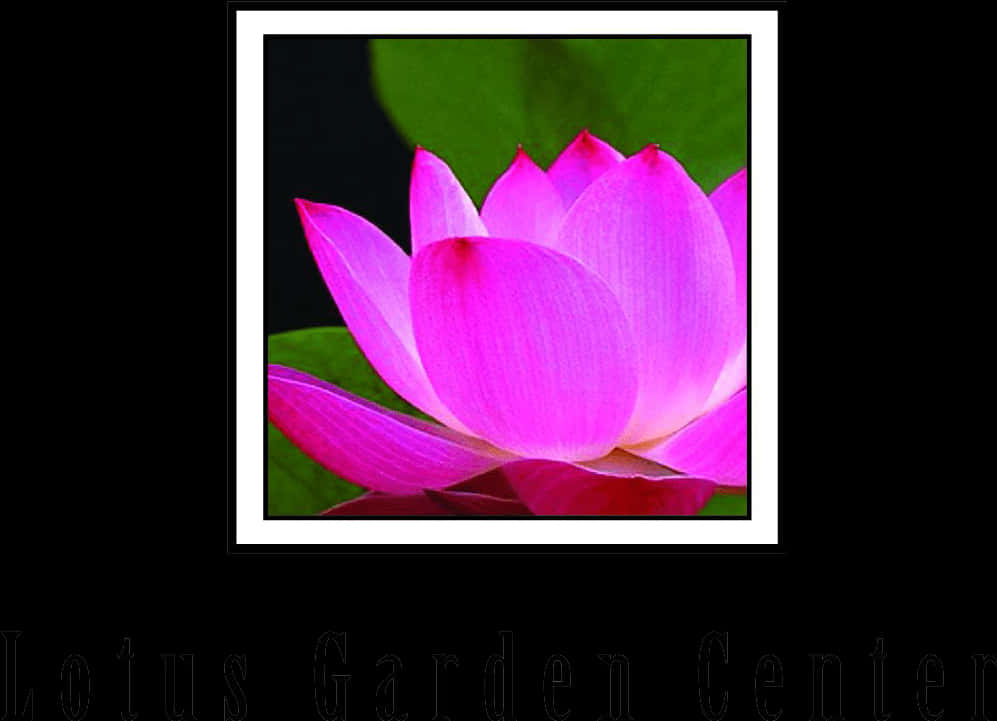 Vibrant Pink Lotus Bloom PNG