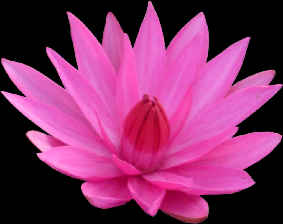 Vibrant Pink Lotus Flower PNG