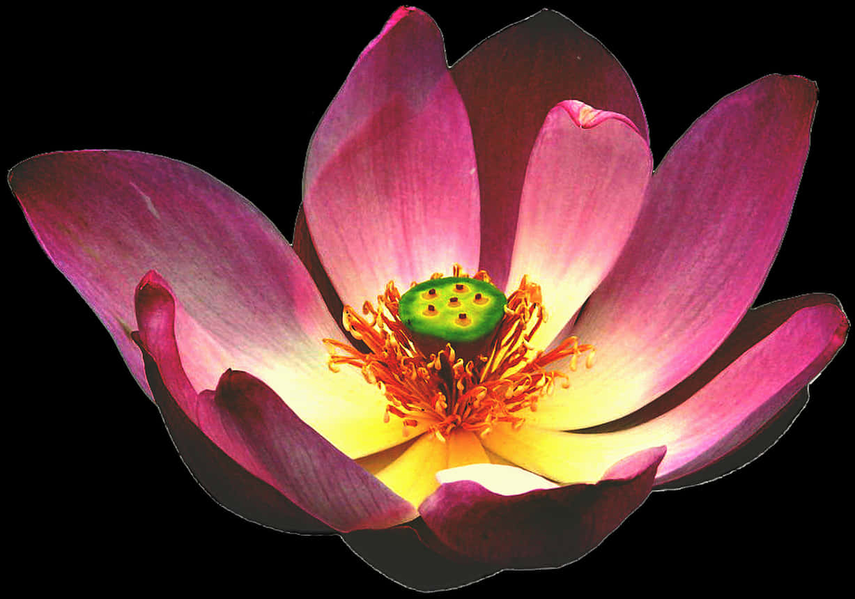 Vibrant Pink Lotus Flower PNG