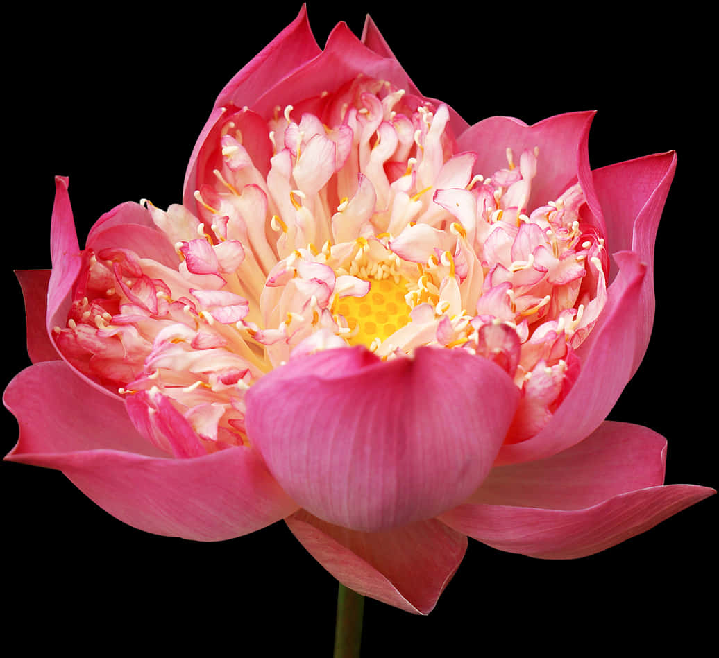 Vibrant Pink Lotus Flower PNG