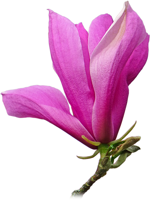 Vibrant Pink Magnolia Bloom PNG