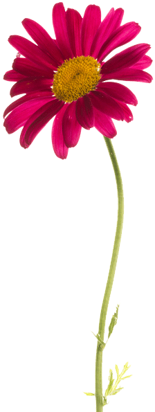 Vibrant Pink Marguerite Daisy Flower PNG