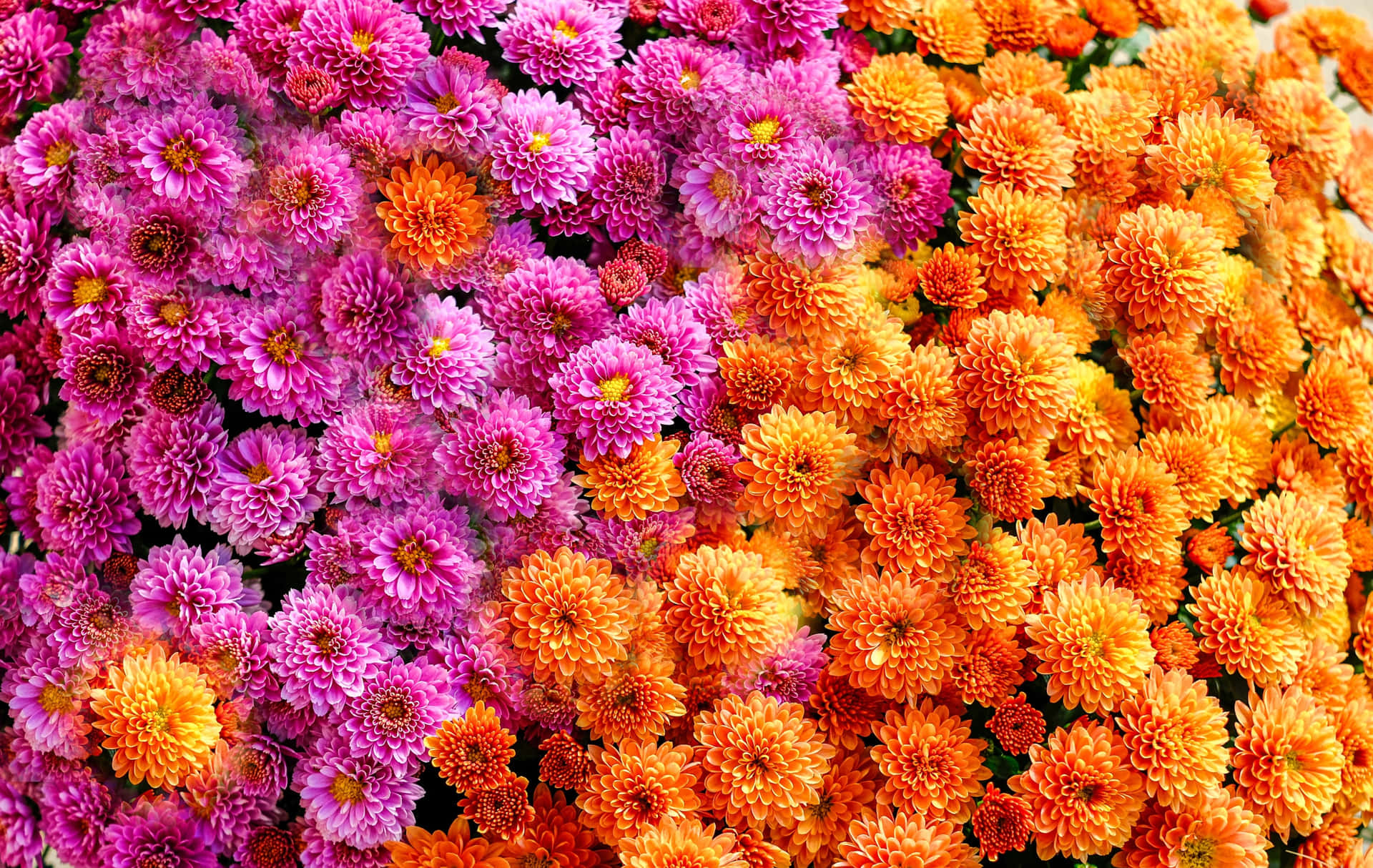 Vibrant Pink Orange Floral Display.jpg Wallpaper