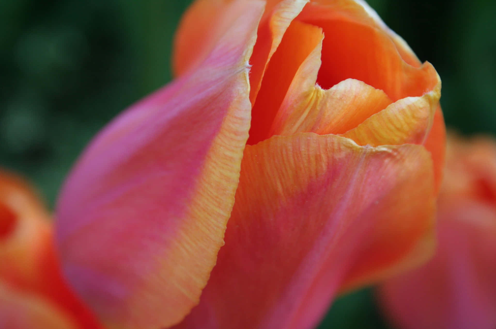 Vibrant Pink Orange Tulip Closeup.jpg Wallpaper