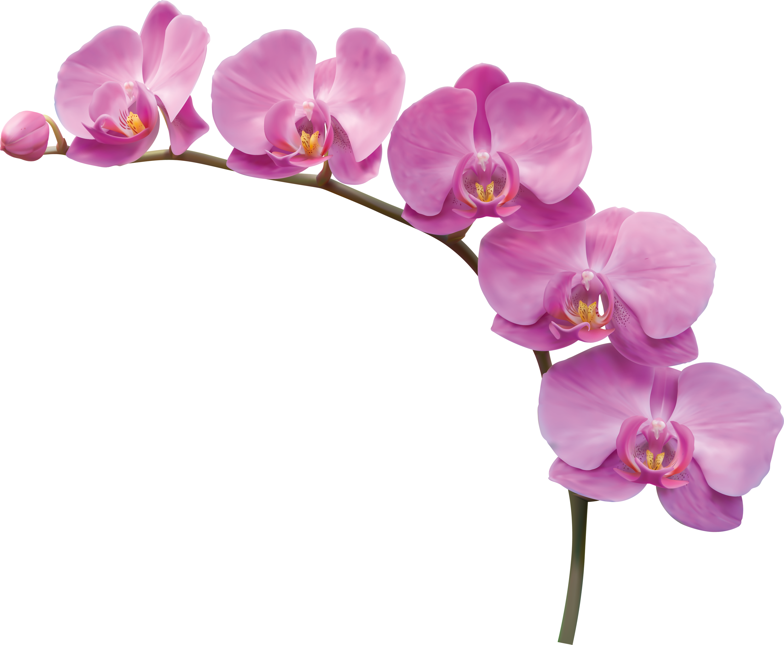 Vibrant Pink Orchid Bloom PNG