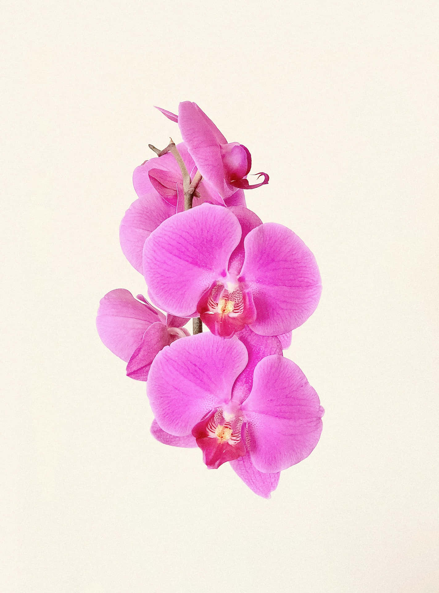 Vibrant Pink Orchid Flowers Wallpaper