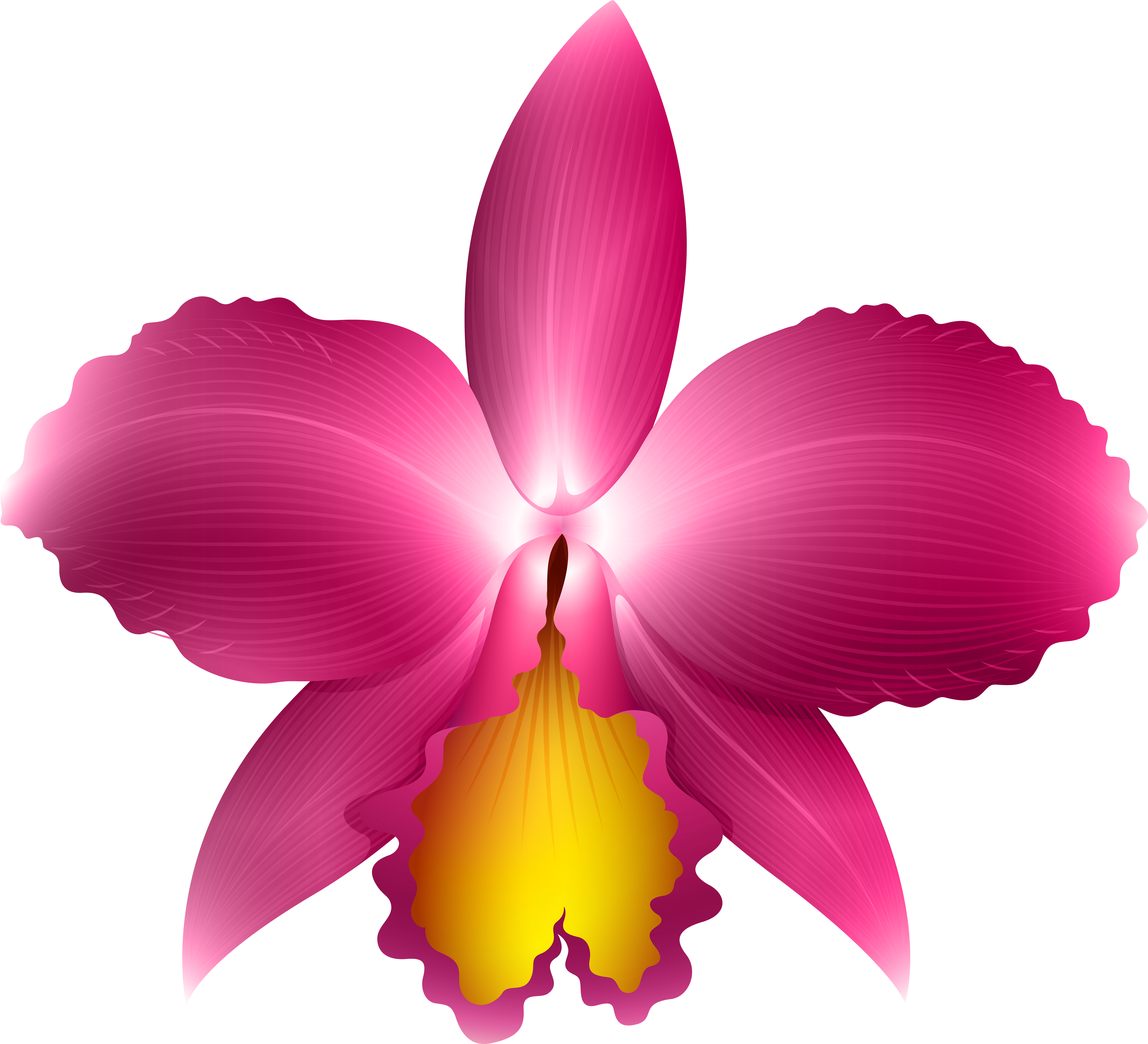 Vibrant Pink Orchid Illustration PNG