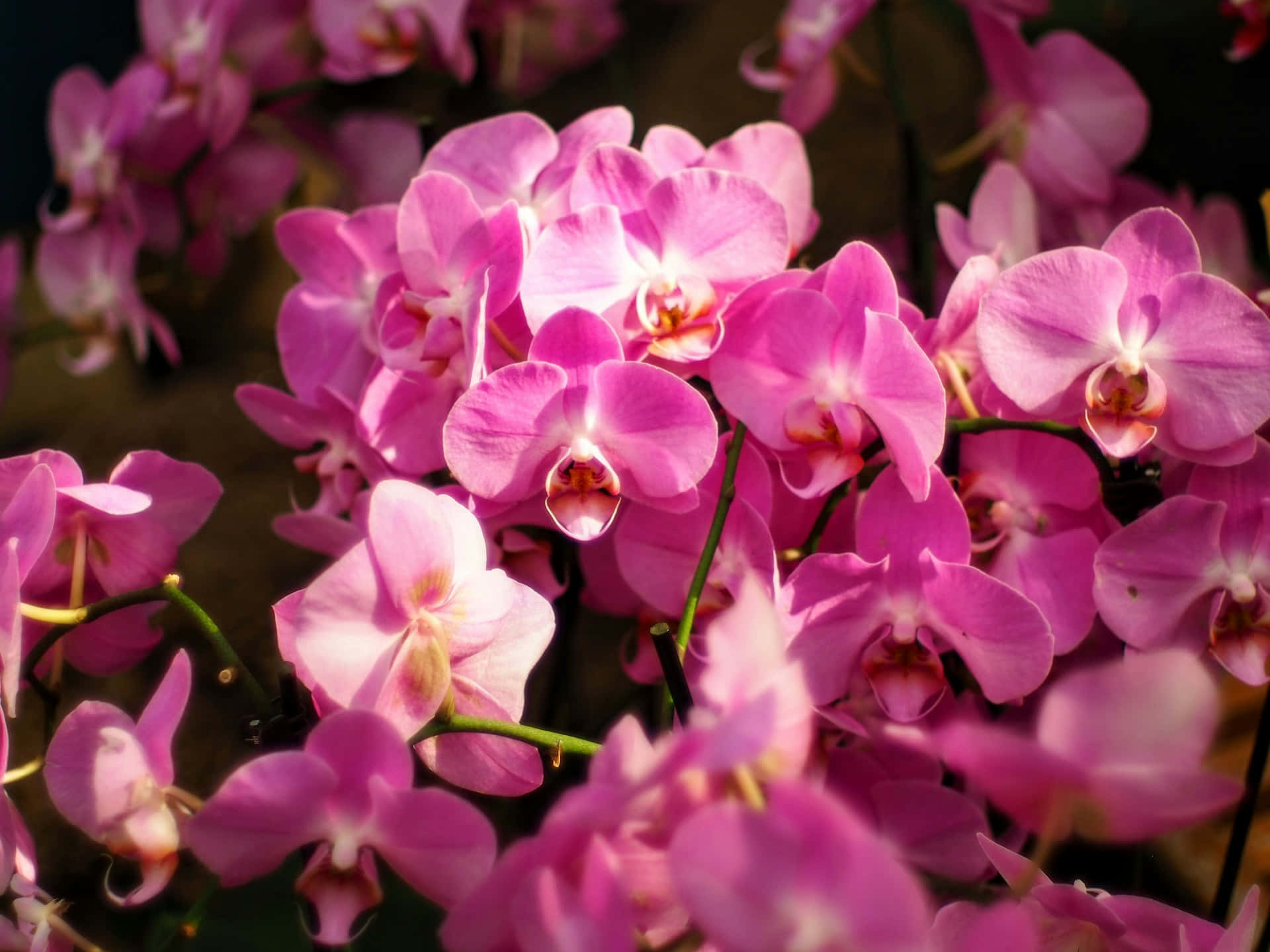 Vibrant Pink Orchids Bloom Wallpaper