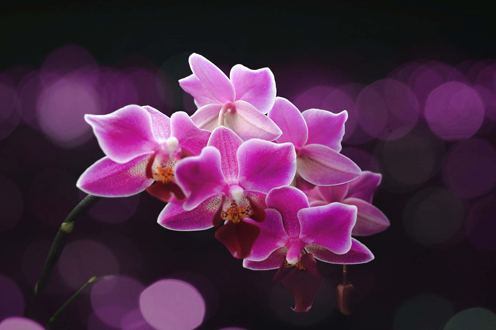 Vibrant Pink Orchids Bokeh Background Wallpaper