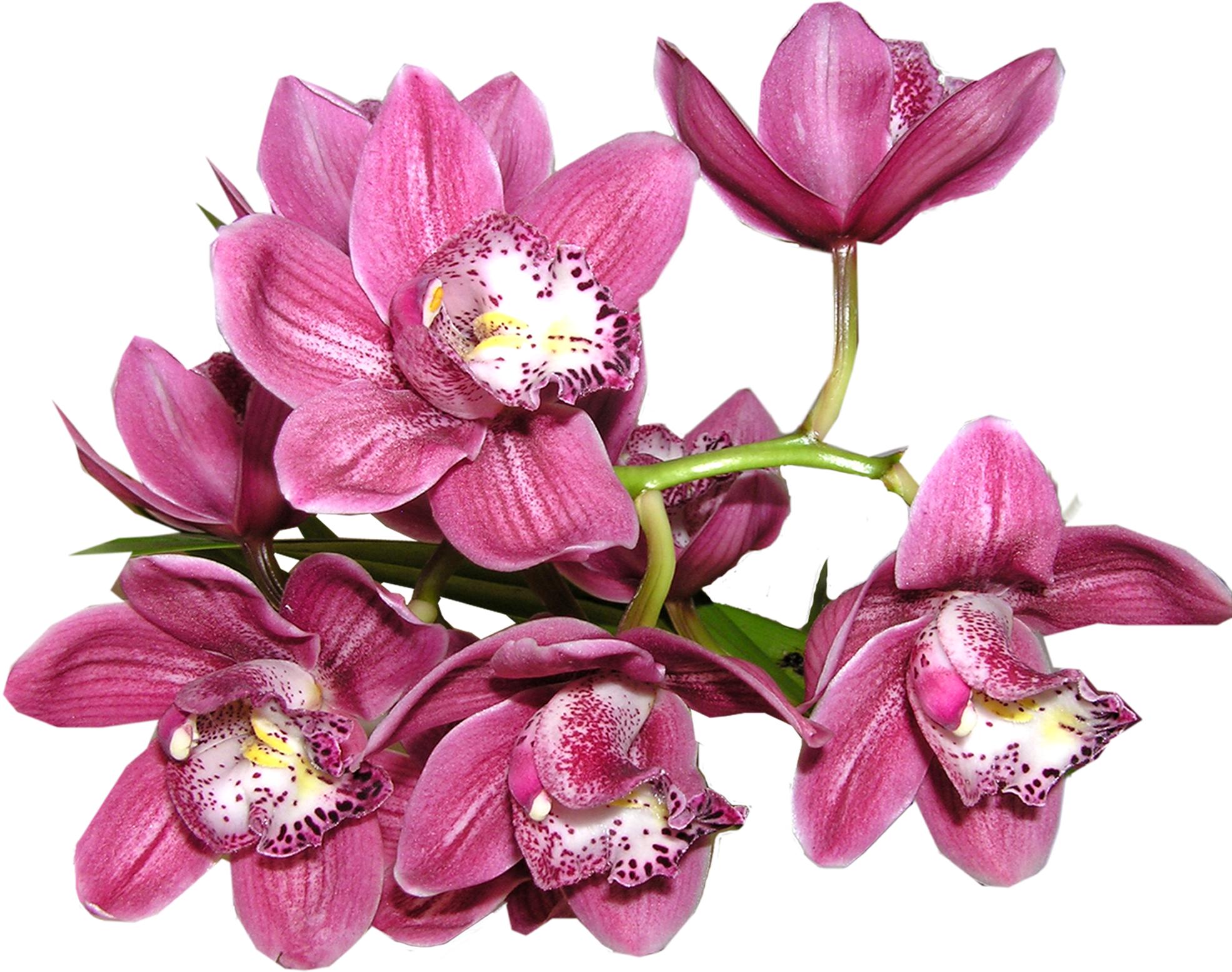 Vibrant Pink Orchids Transparent Background PNG