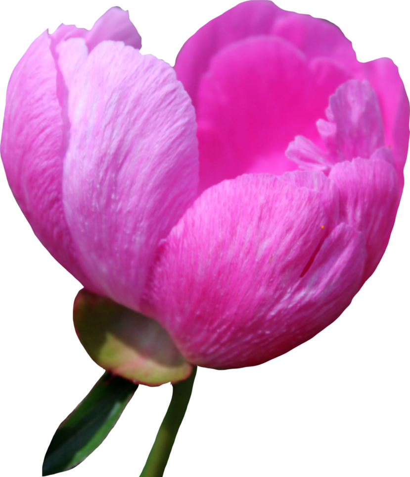 Vibrant Pink Peony Bloom PNG