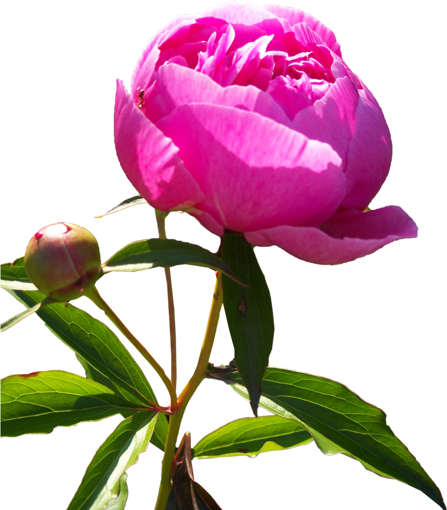 Vibrant Pink Peony Bloom PNG