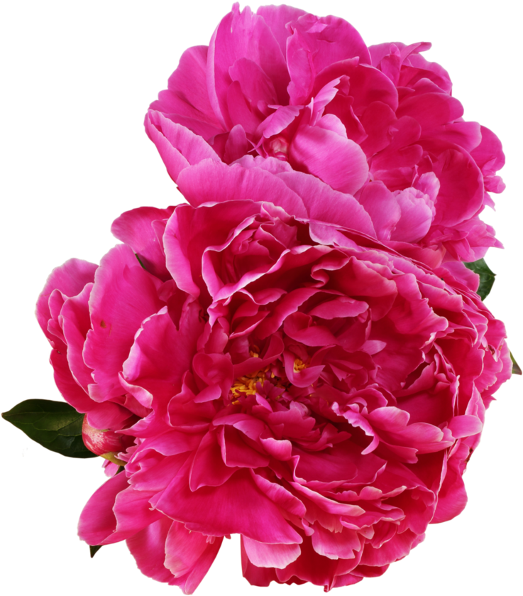 Vibrant Pink Peony Blooms PNG
