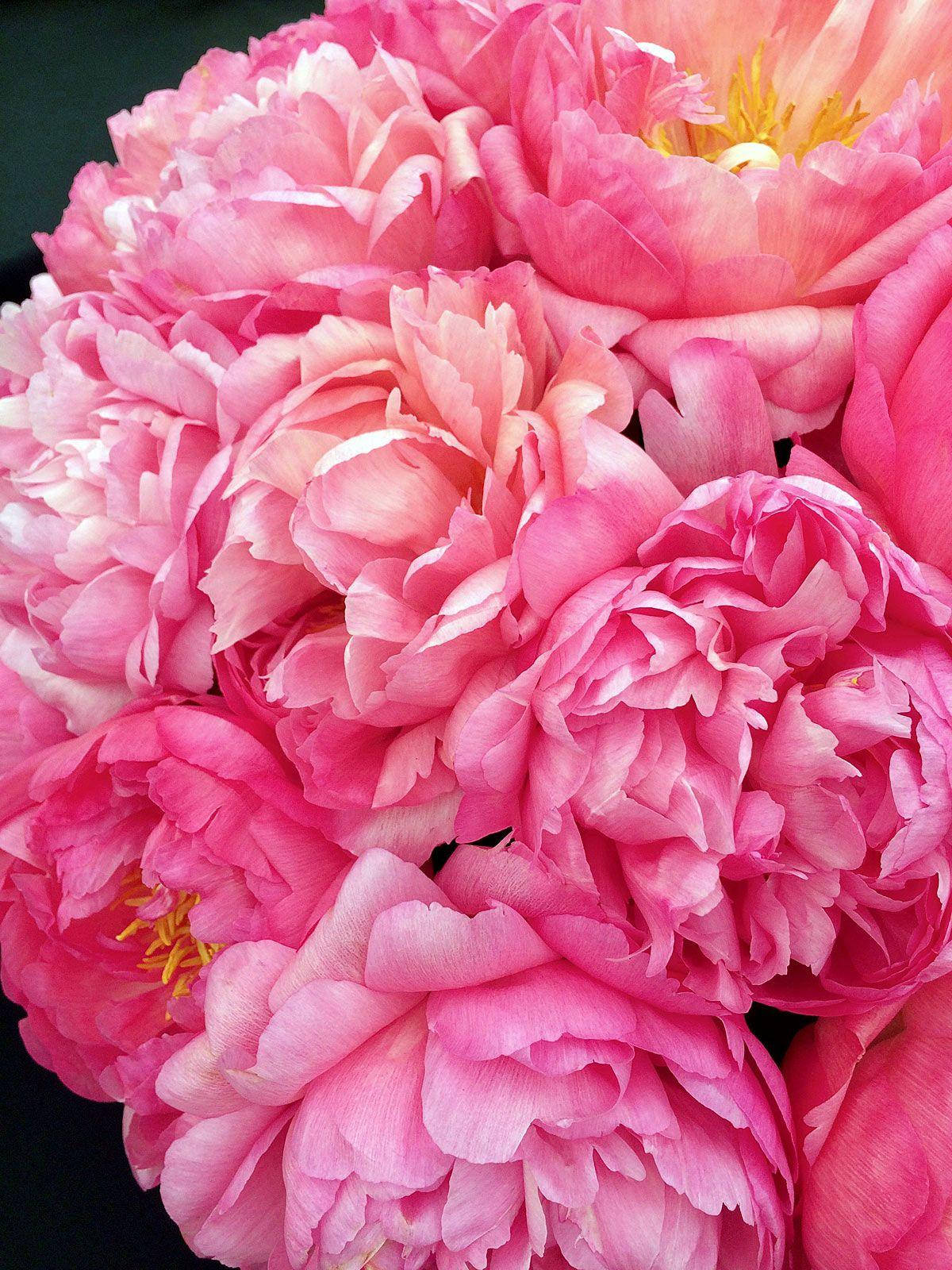 Vibrant Pink Peony Bouquet Wallpaper