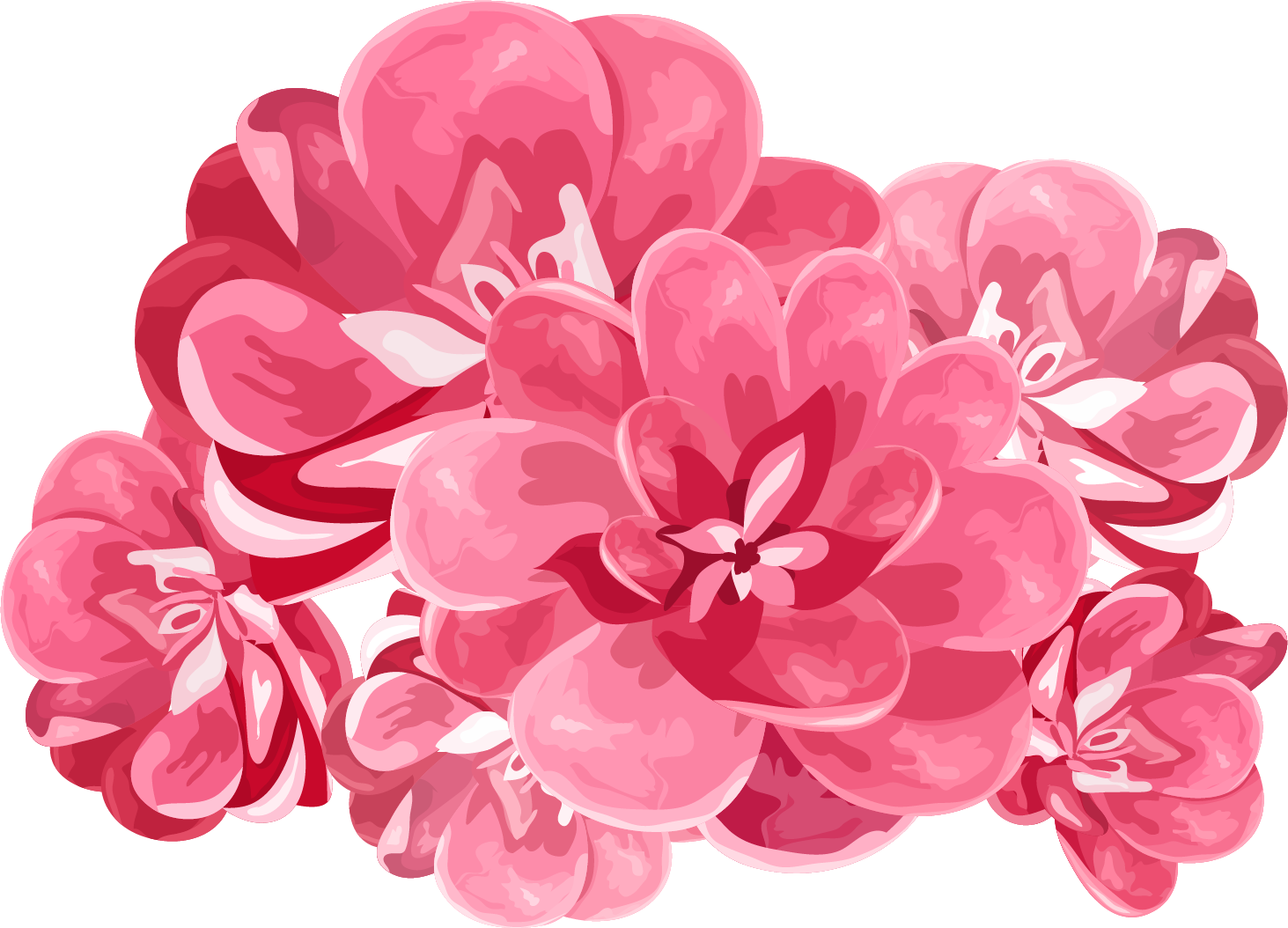 Vibrant Pink Peony Cluster PNG