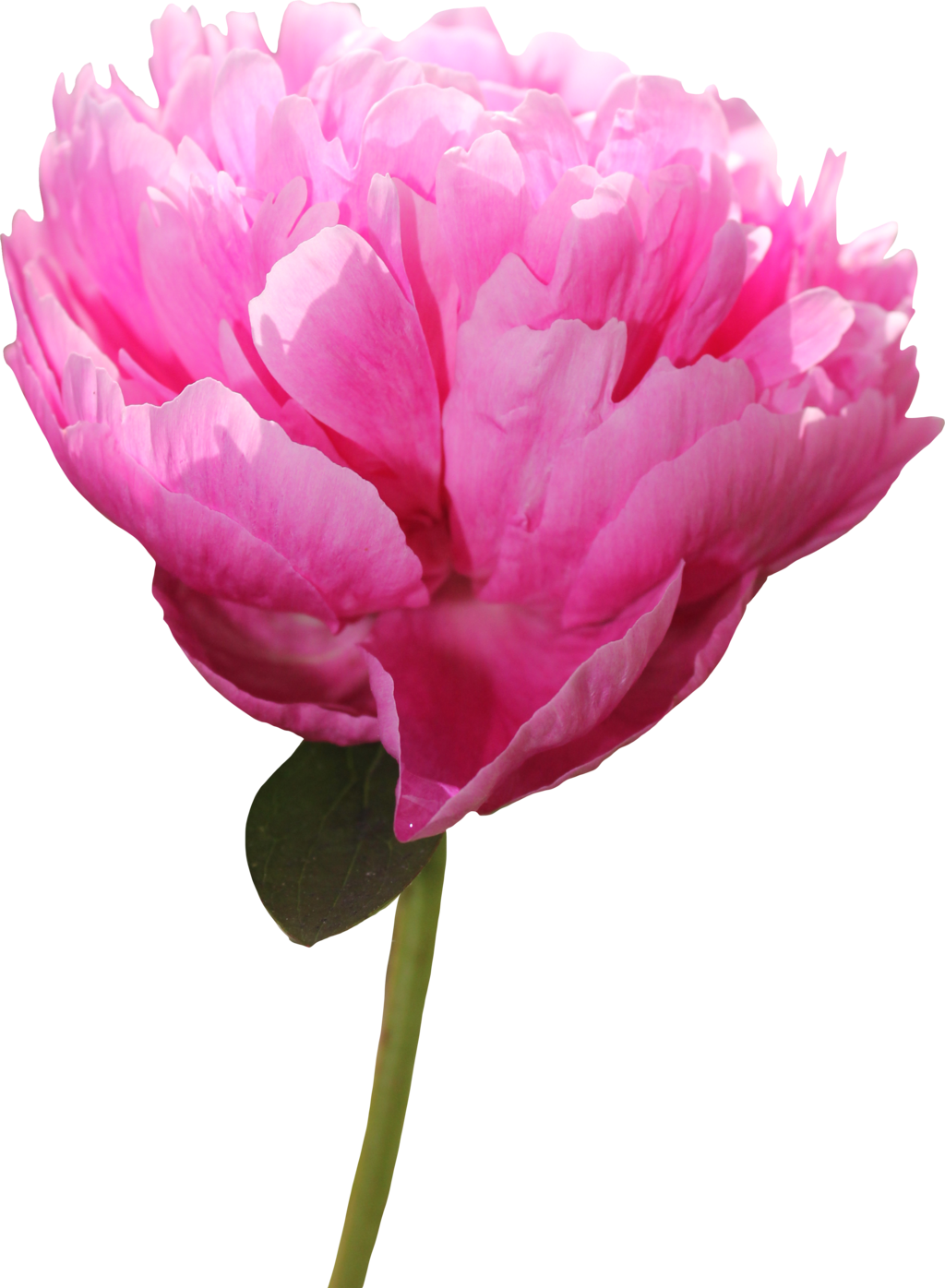 Vibrant Pink Peony Flower PNG