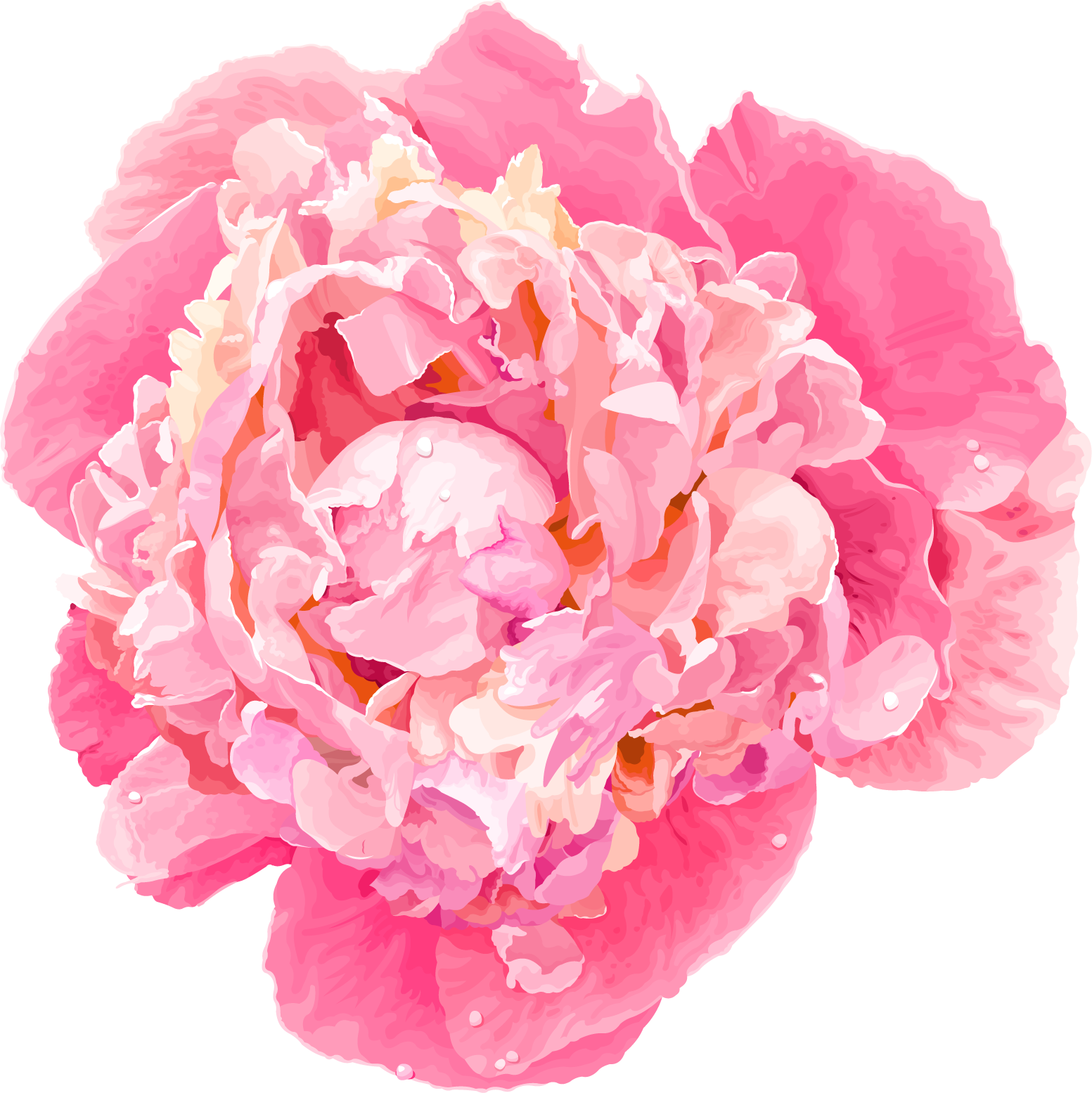 Vibrant Pink Peony Flower PNG