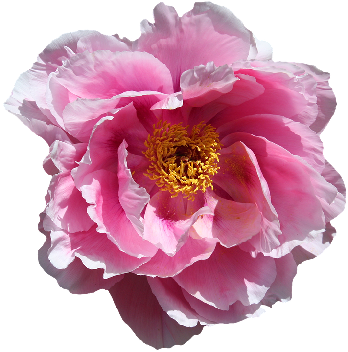 Vibrant Pink Peony Flower PNG