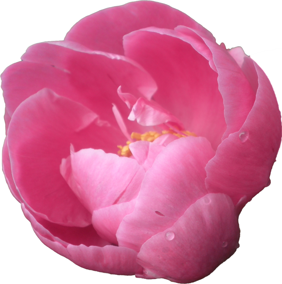 Vibrant Pink Peony Flower PNG