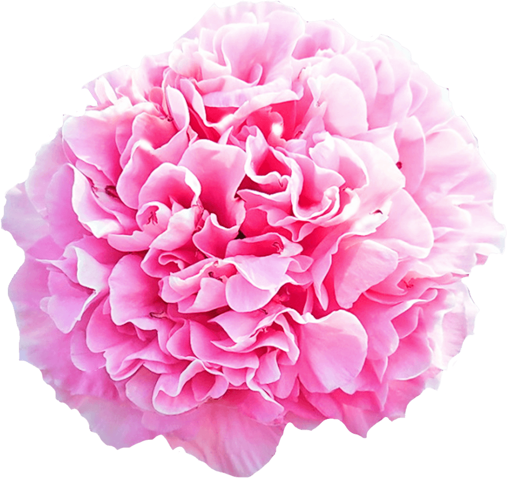 Vibrant Pink Peony Flower PNG