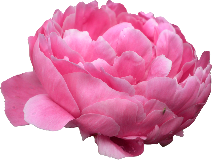 Vibrant Pink Peony Flower PNG