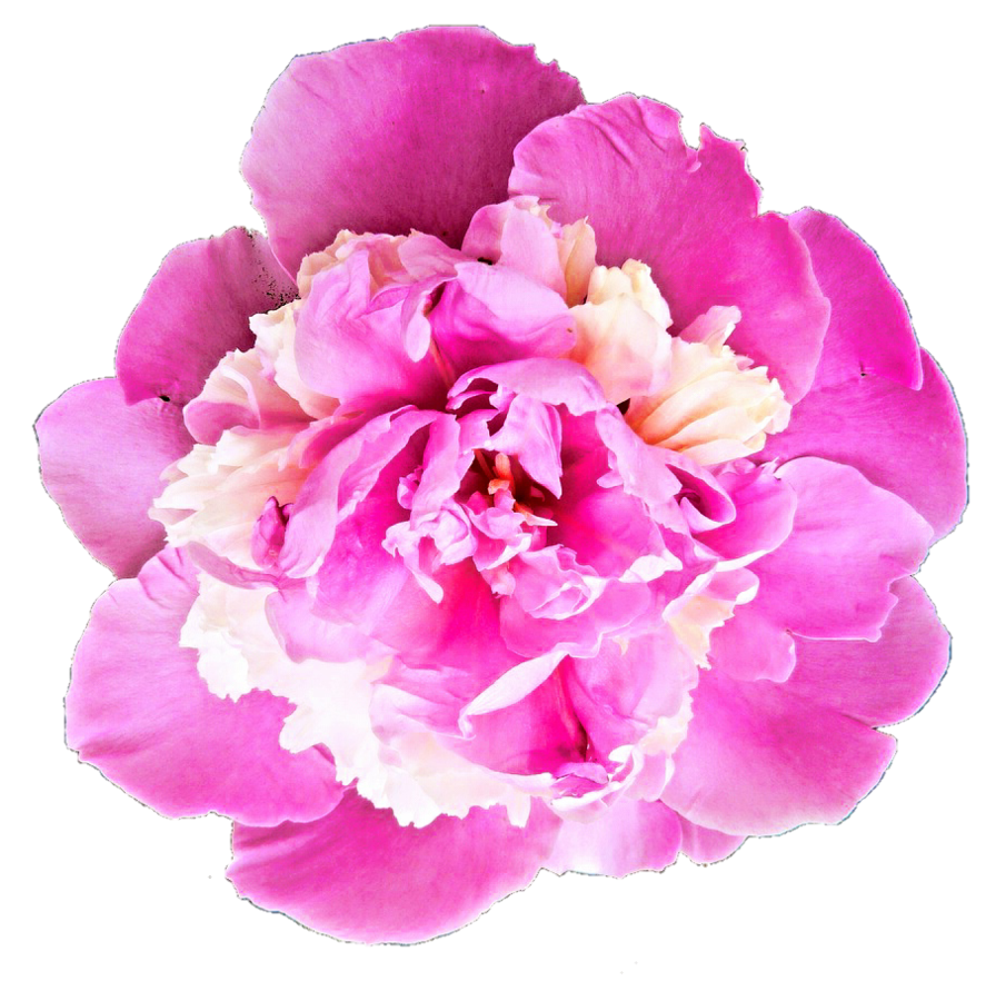 Vibrant Pink Peony Flower.png PNG