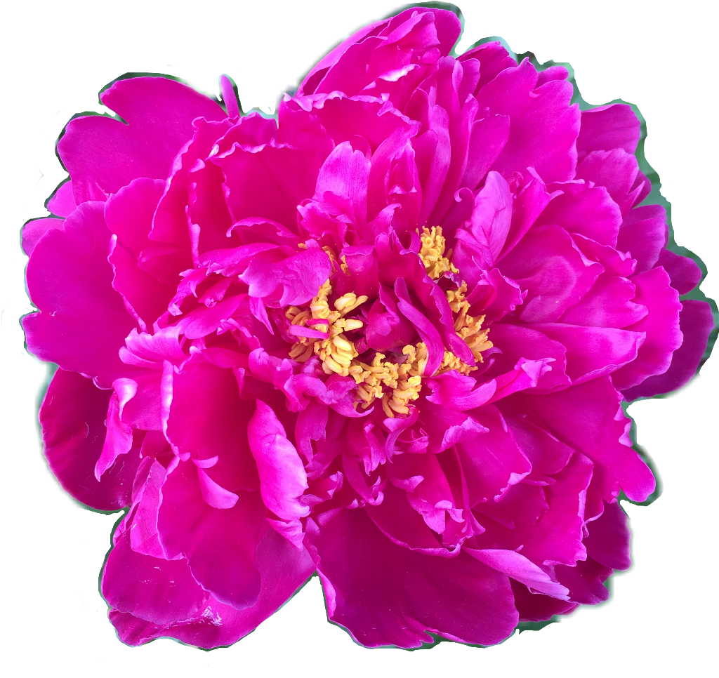Vibrant Pink Peony Flower.png PNG